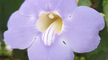 Thunbergia / Blue skyflower