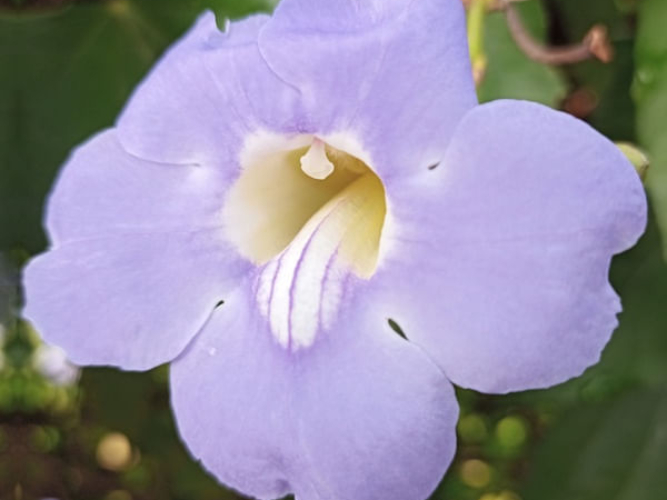 Thunbergia / Blue skyflower